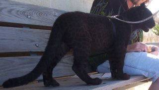 leopard_01.jpg