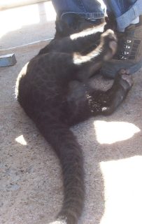 leopard_04.jpg