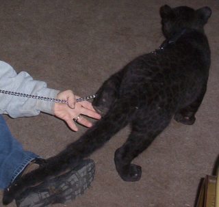 leopard_08.jpg