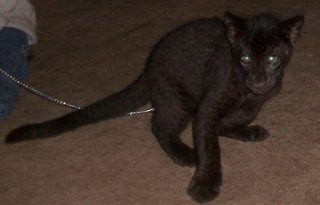 leopard_09.jpg