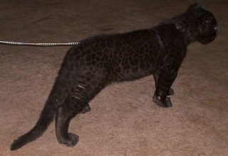 leopard_11.jpg