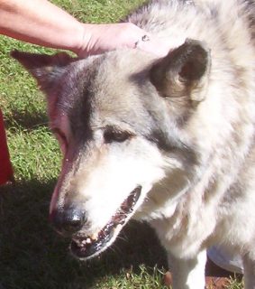 wolf_01.jpg