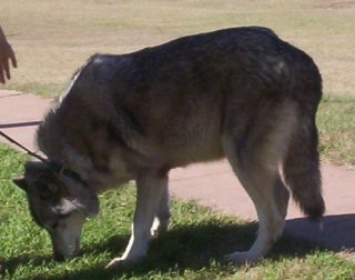 wolf_02.jpg