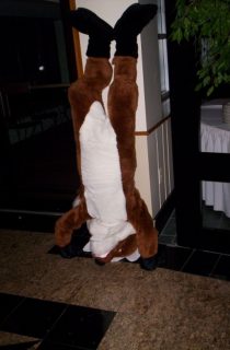 DOT_Santa Fox 01.jpg