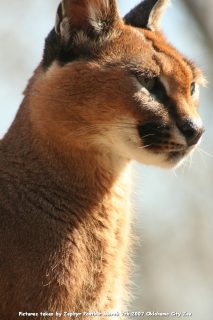 IMG_2596.jpg