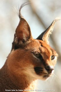 IMG_2598.jpg