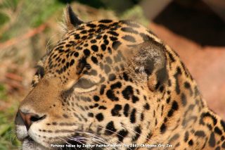 IMG_2743.jpg