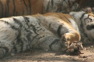 IMG_3619.jpg