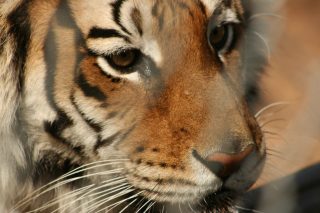 IMG_3699.jpg