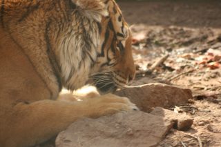 IMG_3742.jpg