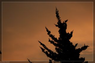 IMG_4365.jpg