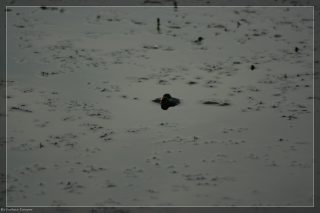 IMG_4397.jpg