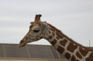 IMG_1089.png